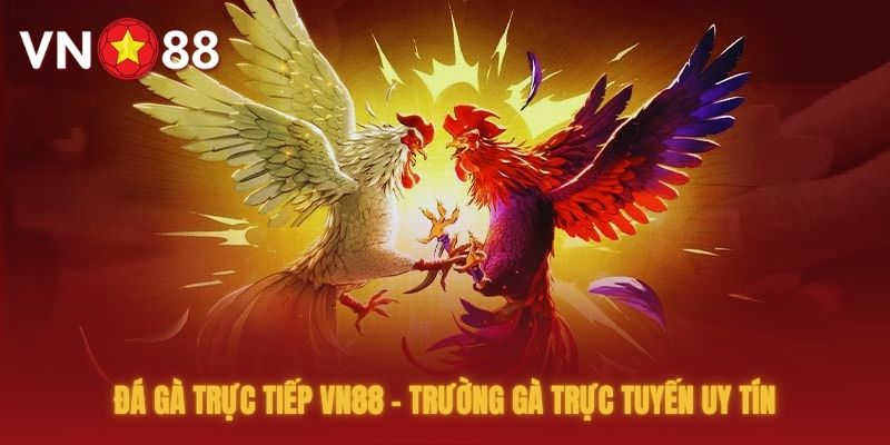 Đá Gà Trực Tiếp VN88 - Trường Gà Trực Tuyến Uy Tín